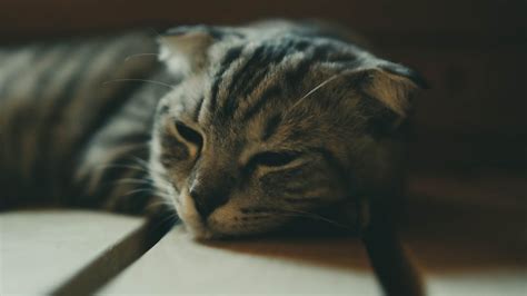 Close-Up Shot of a Tabby Cat Sleeping · Free Stock Photo