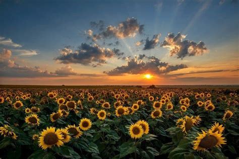 Sunflower field | Landschafts tapete, Naturfotografie, Naturfotografie ...