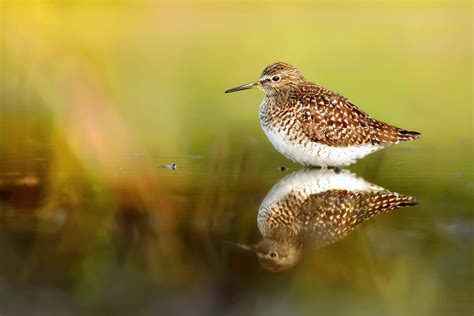 Shorebirds - Bird photo contest | Photocrowd photo competitions ...