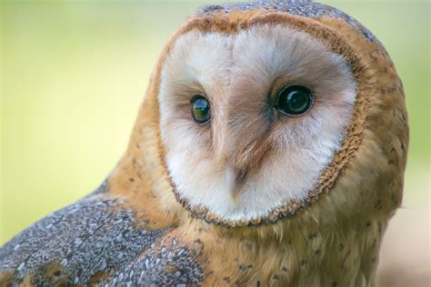 High Desert Bird of the Month: Barn owl