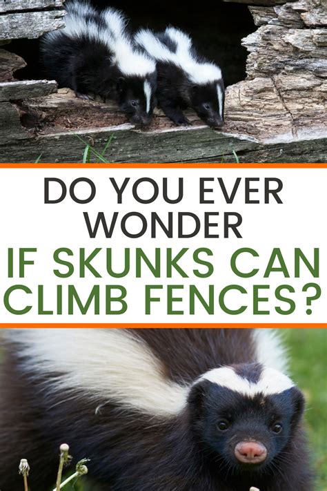 Do Skunks Climb Fences? in 2021 | Fence, Diy garden projects, Climbing