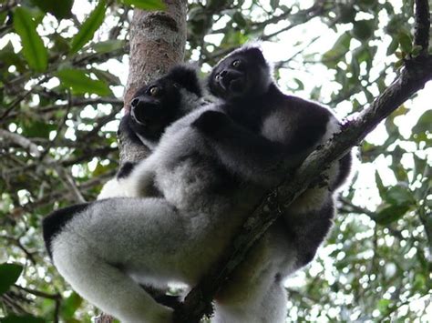 Indri Lemur