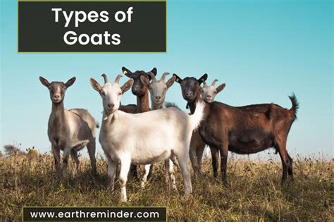 19 Different Types of Goats | Earth Reminder