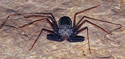 Amblypygi (amblypygids, whip spiders)