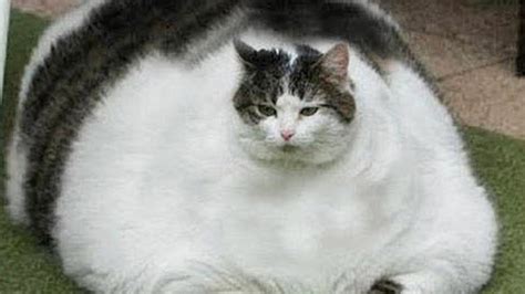 Funny Pics Of Fat Cats - Cat Mania