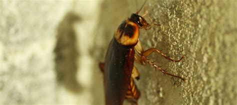 Types Of Roaches In Texas: What Homeowners Should Know