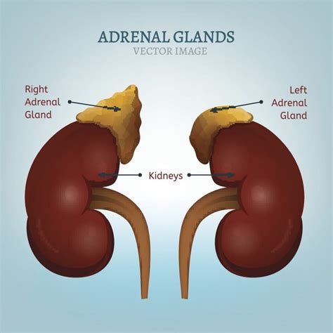 Adrenal gland location in human body - todayslasopa