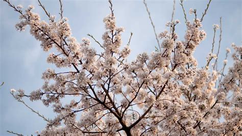 Facts About Cherry Blossoms You Should Know | White flowering trees ...