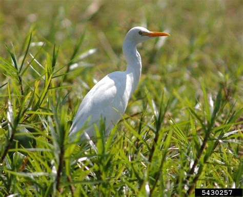 Cattle Egret - Bubulcus ibis | Wildlife Journal Junior