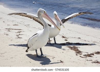 315 Australian Pelican Two Images, Stock Photos, 3D objects, & Vectors ...