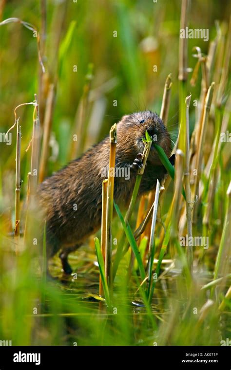 WATER VOLE eating blade of grass Stock Photo - Alamy