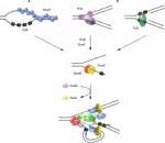 Frontiers | A Replisome’s journey through the bacterial chromosome ...