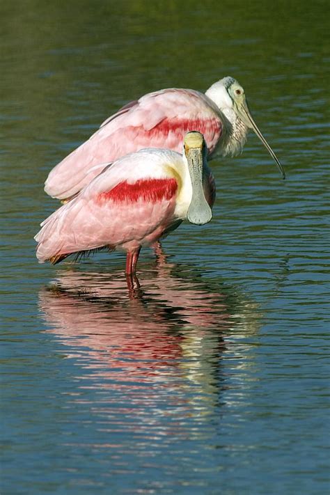 Roseate Spoonbills Photograph by Gerard Monteux - Fine Art America