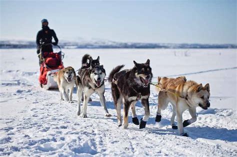 Chiens de traîneau : races et spécificités - Toutoupourlechien.com