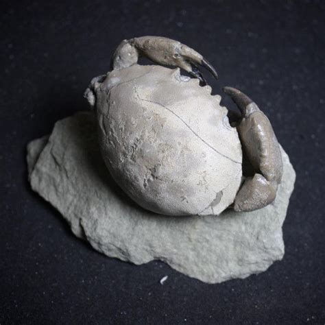 Beautiful fossil crab (Harpactocarcinus punctulatus) was collected in ...