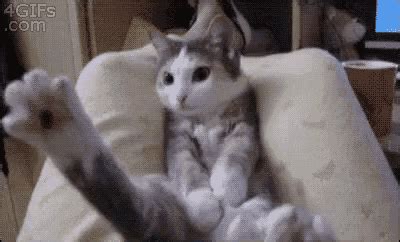 Cat Sitting GIF - Cat Sitting Resting - Discover & Share GIFs