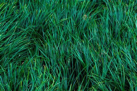 Dark Green Grass Background Stock Photo - Image of meadow, growth ...