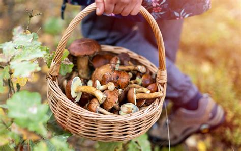 A beginner’s guide to safe wild mushroom foraging