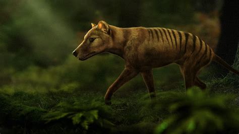 The Thylacine: An Exemplary Candidate for De-Extinction