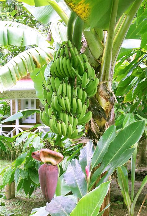 Banana Tree | banana tree | Banana plants, Banana tree, Tropical garden