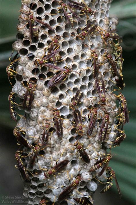 ValleyWildlife.Net | Large wasp nest