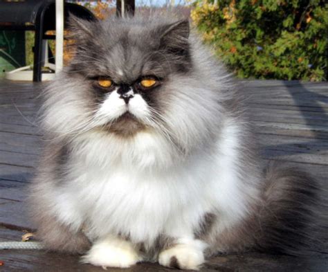 the cat blog: Cat Breeds Persian