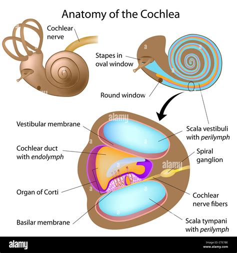 Anatomy of the cochlea of human ear Stock Photo - Alamy