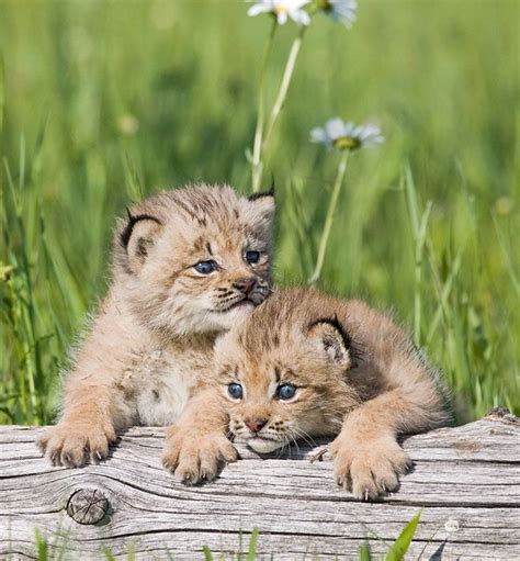 Lynx cubs | Animals | Pinterest