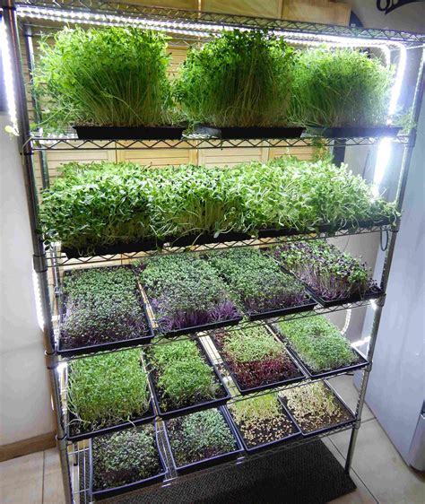 Microgreen Growing System MG48 #aquaponicgarden | Indoor vegetable ...