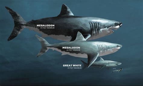 Shark size comparison: prehistoric Megalodon to contemporary Great ...