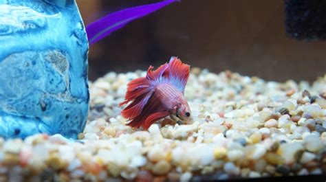 Ammonia Poisoning Betta Fish, How to Treat It? - The Aqua Advisor