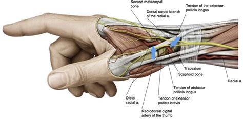 Going for the Distal Radial Artery : Tips & Pearls | APSIC