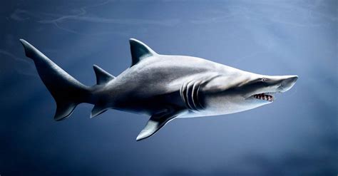 10 Of The Most Endangered (Rarest) Sharks In The World - A-Z Animals