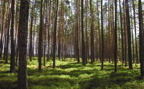 BOSQUES de CONFÍERAS: Características, Flora y Fauna