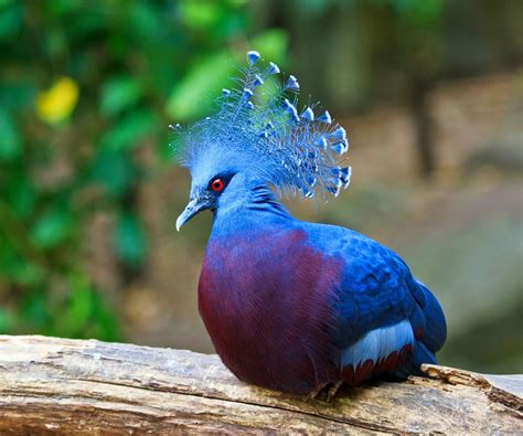 Flights of fancy: the most colorful and exotic birds on the planet