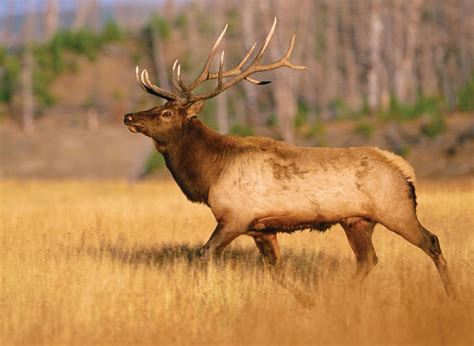 Elk | Description, Habitat, Reproduction, & Facts | Britannica