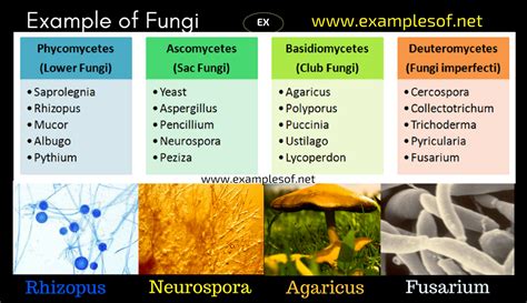 20 Examples of Fungi - Phycomycetes, Ascomycetes, Basidiomycetes and ...