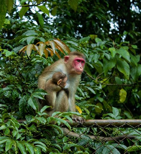 Yellow and Black Baboon · Free Stock Photo