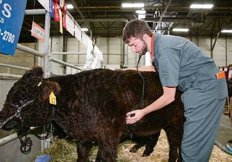 Large animal veterinarian shortage starts with students | The Western ...