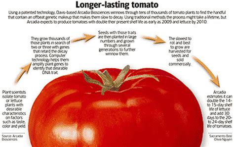 About - GENETICALLY MODIFIED TOMATOES