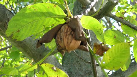 English walnuts | the circle of life