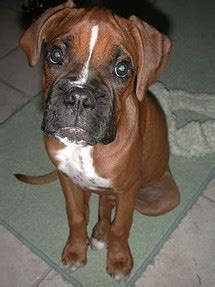 Potty Training a Boxer Puppy