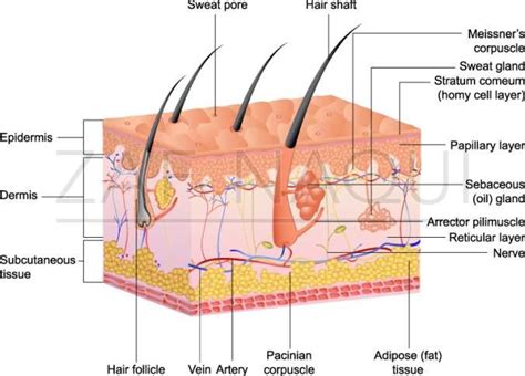 3 (b) : Anatomy of the eccrine gland and various layers of skin ...