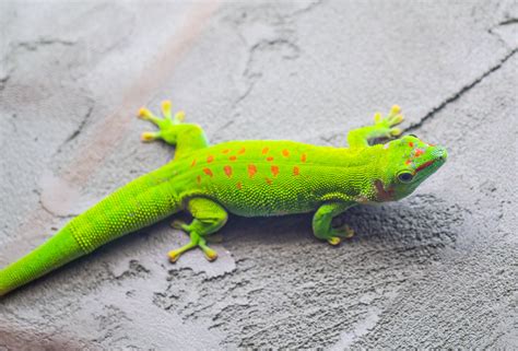 Madagascar Giant Day Gecko - ZooChat