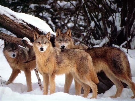 Wolves: Habitat, Characteristics, Behaviors | SchoolWorkHelper