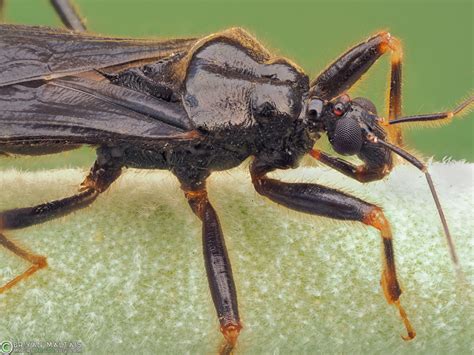 Macro Focus Stack of Masked Hunter Bug