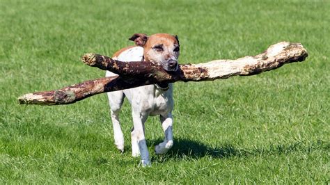 Why Do Dogs Love Playing Fetch