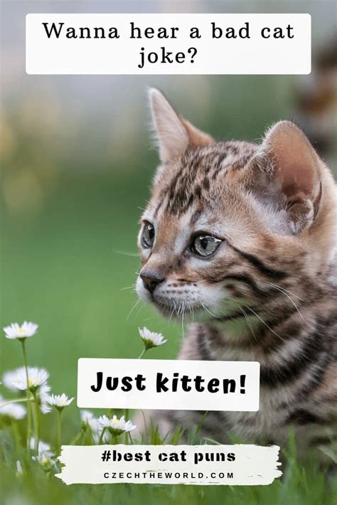 205 Best Cat Puns and Jokes That Are Simply Paw-some!