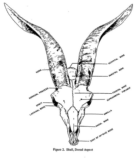 livestock skeletal anatomy