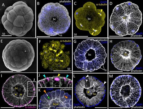 Blastula stage of Aurelia aurita. (A-C) 16-cell stage, beginning of ...